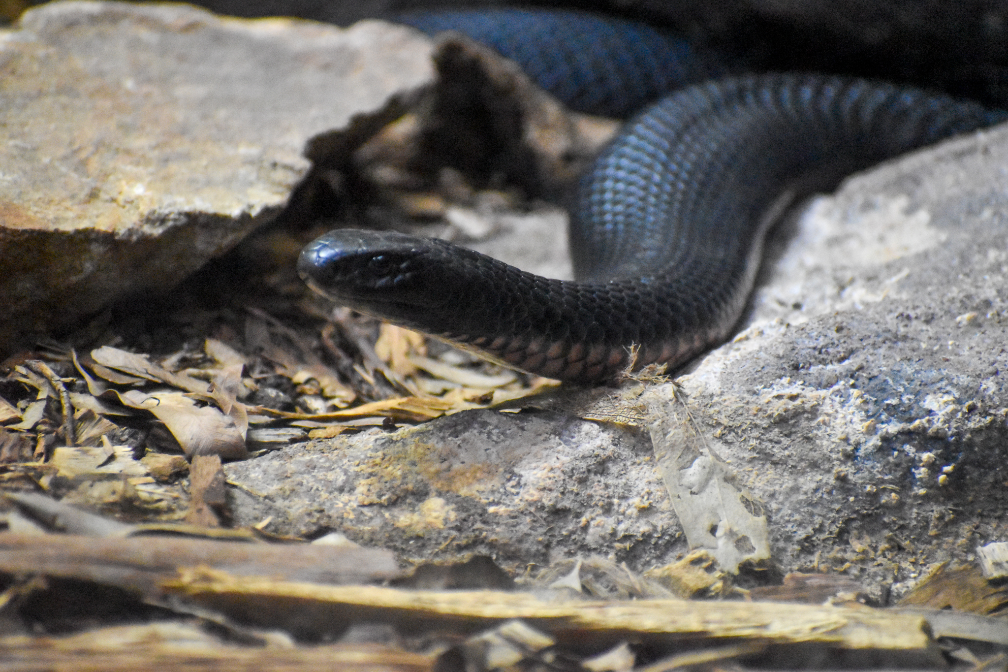 Red-bellied Black Snake
