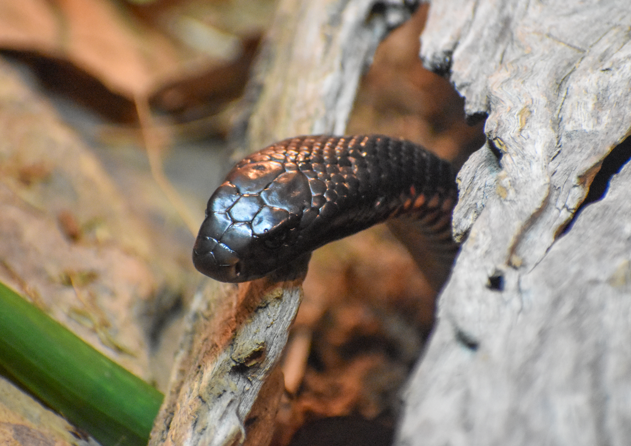Red-bellied Black Snake