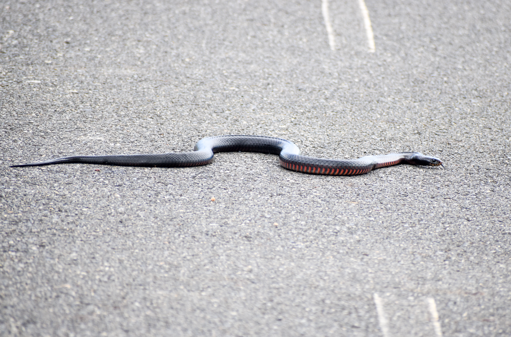Red-bellied Black Snake