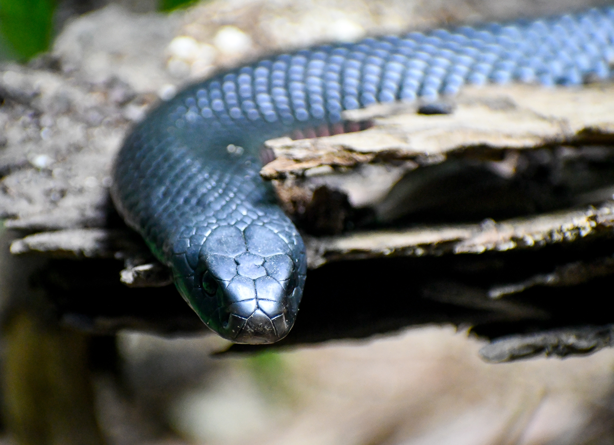Red-bellied Black Snake