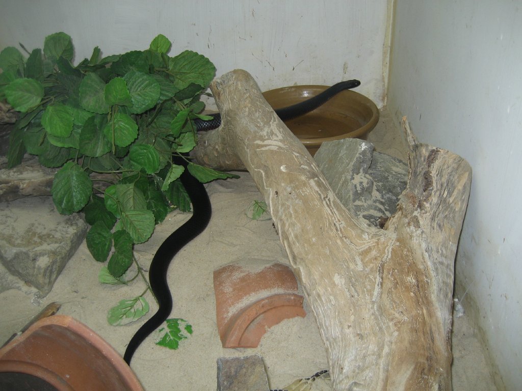 Red-bellied Black Snake