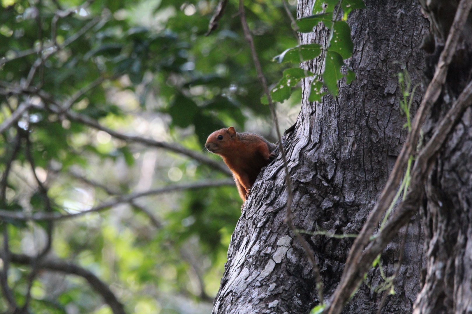 Red-Bellied Bush Squirrel