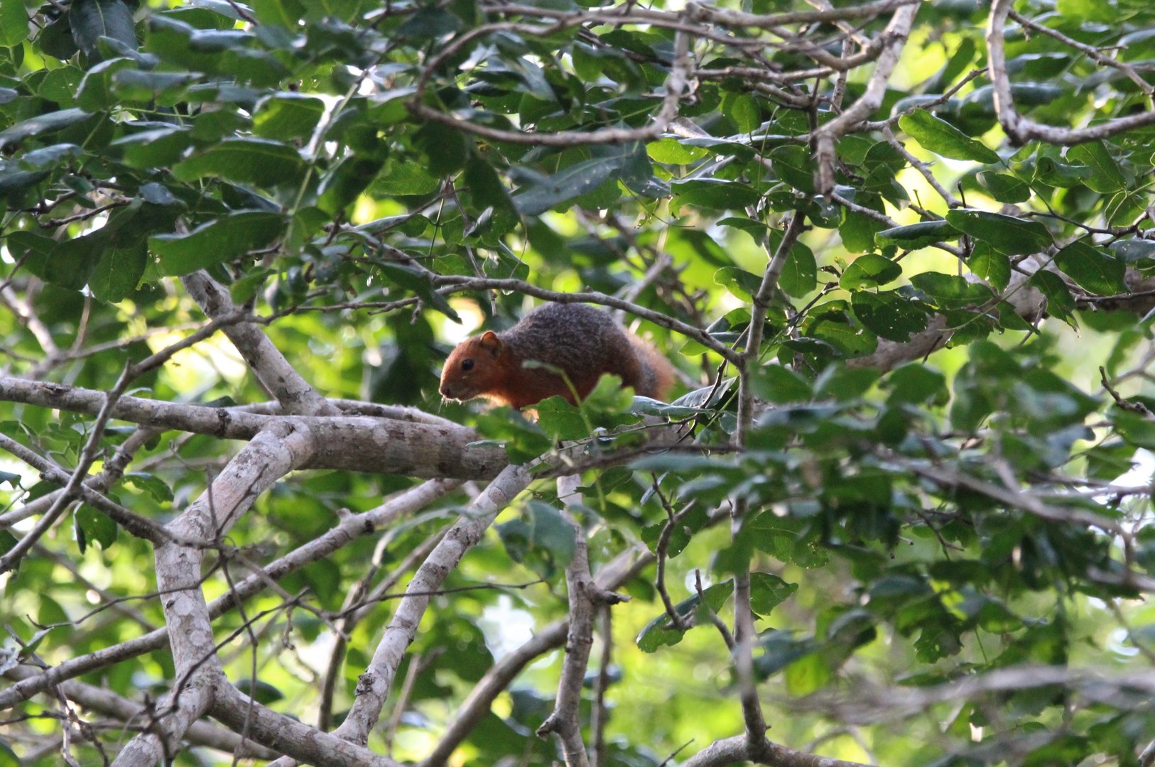 Red-Bellied Bush Squirrel