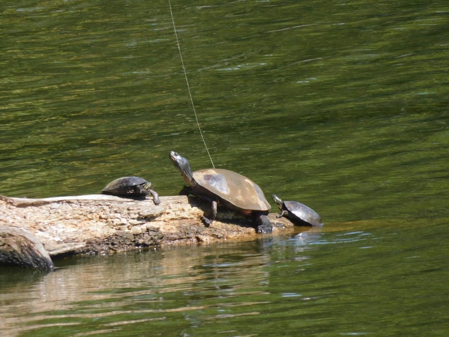 Red bellied cooter and painted turtles