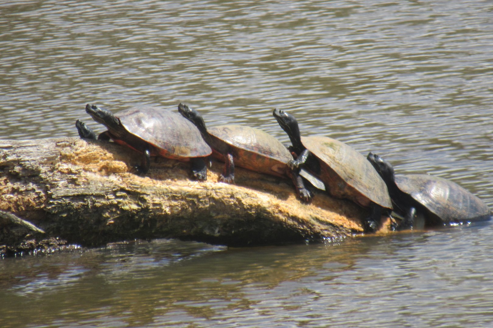 Red bellied cooters
