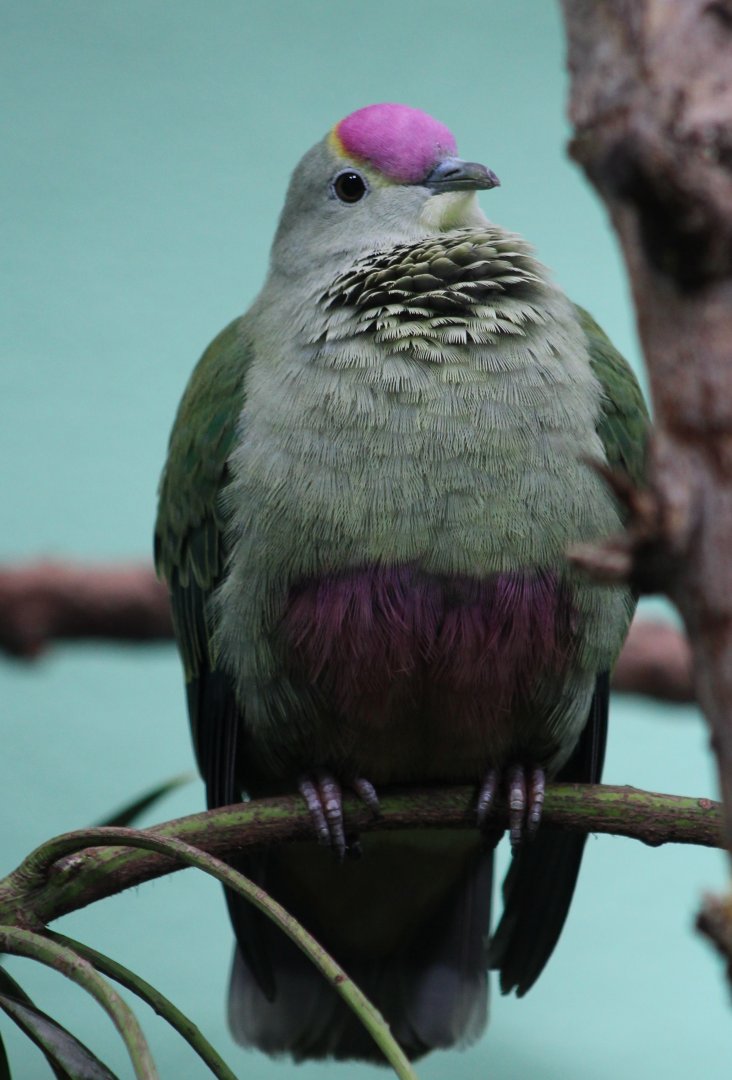 Red-bellied fruit-dove - aka Grey's fruit-dove
