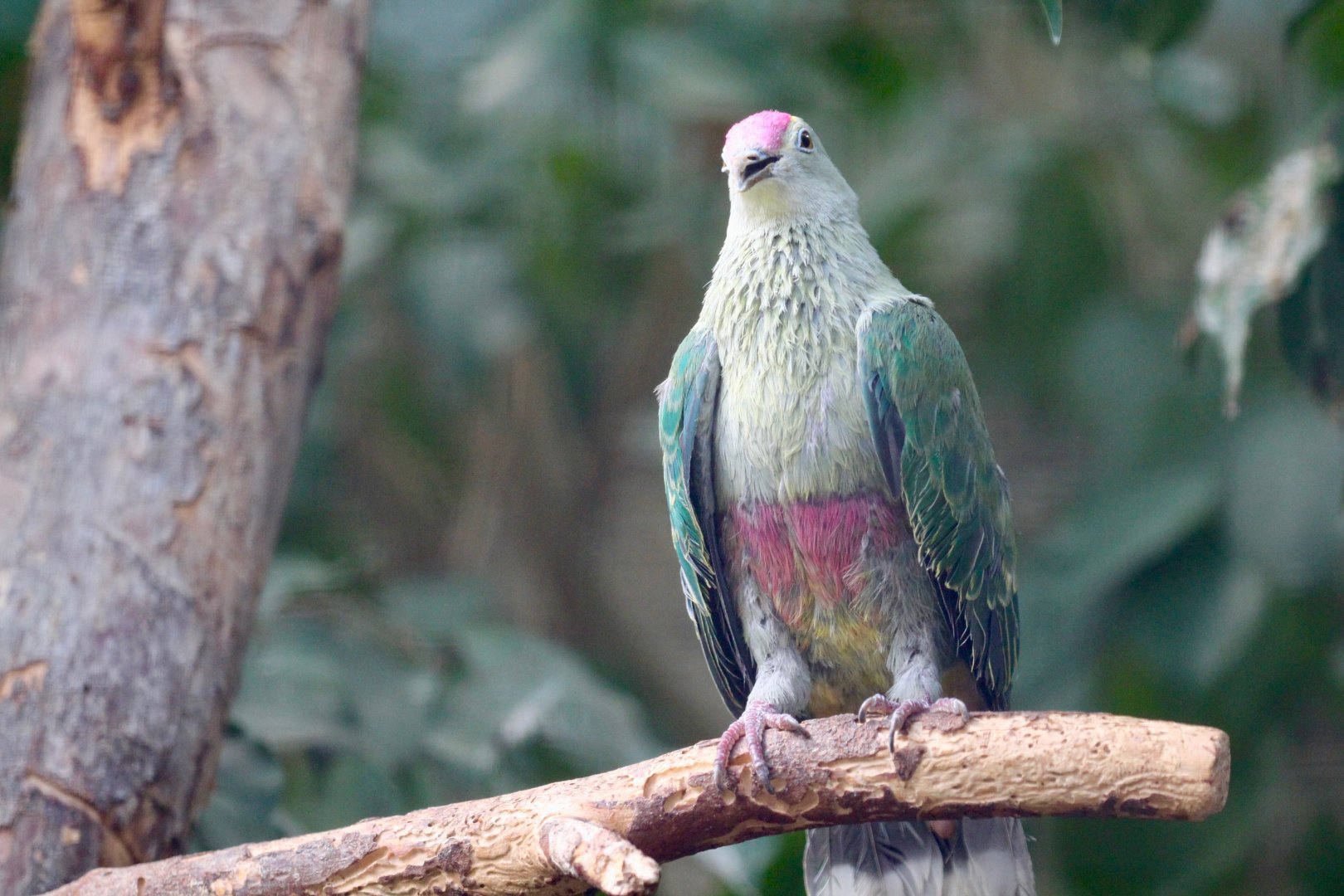 Red-bellied Fruit Dove, Berlin Zoo, April 2019
