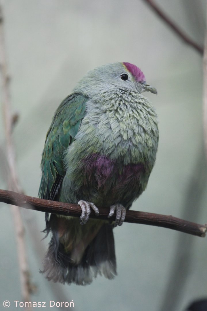 Red-bellied Fruit-dove (Ptilinopus greyi), January 2021