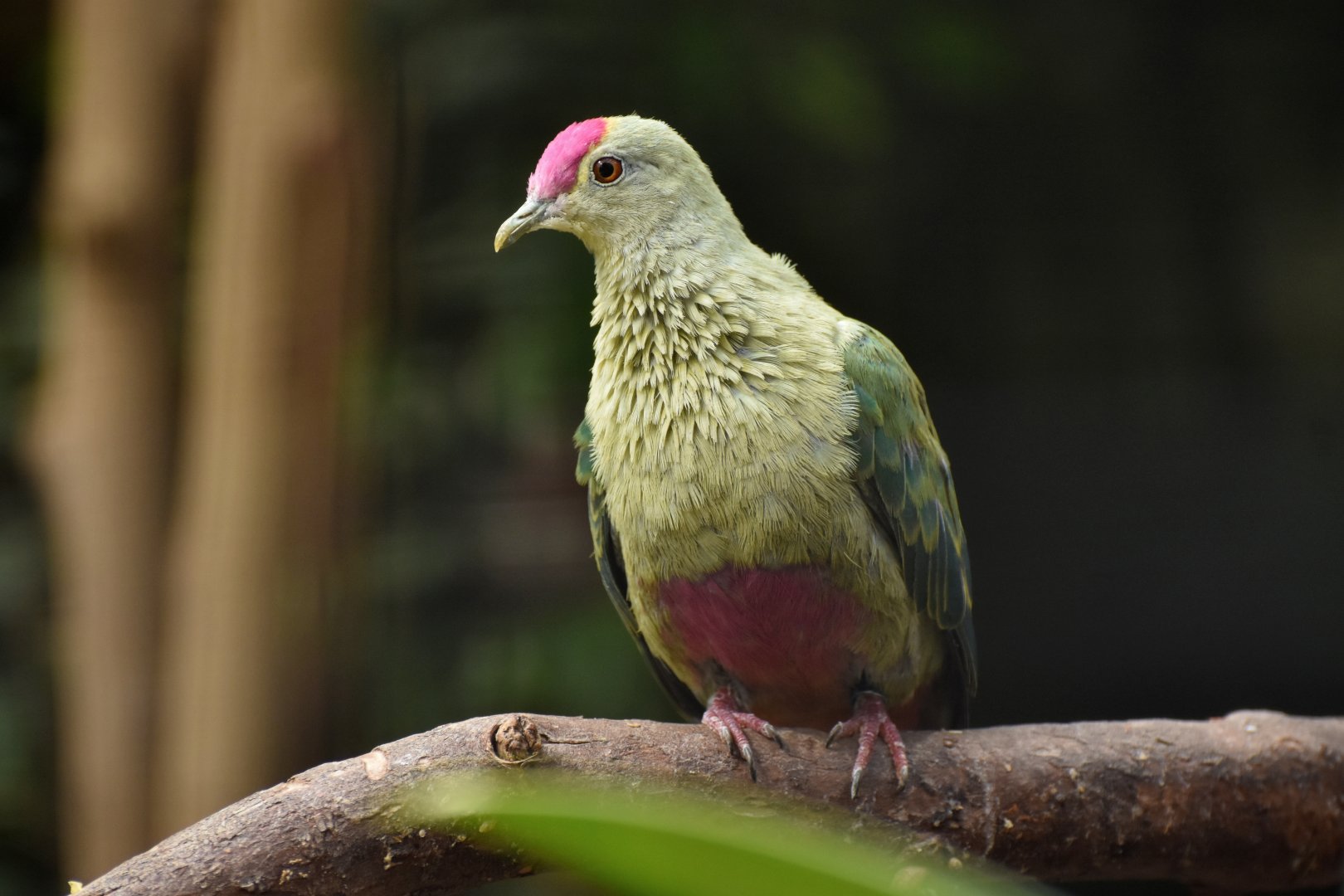 Red-bellied fruit-dove (Ptilinopus greyi)
