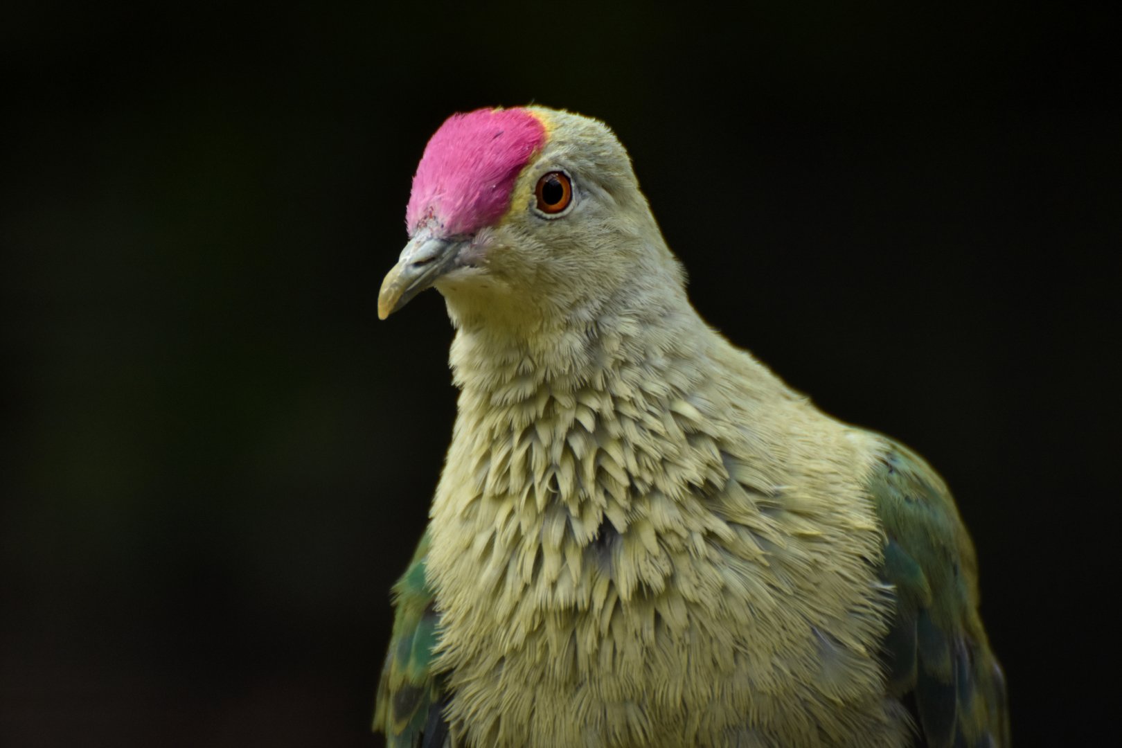 Red-bellied fruit-dove (Ptilinopus greyi)