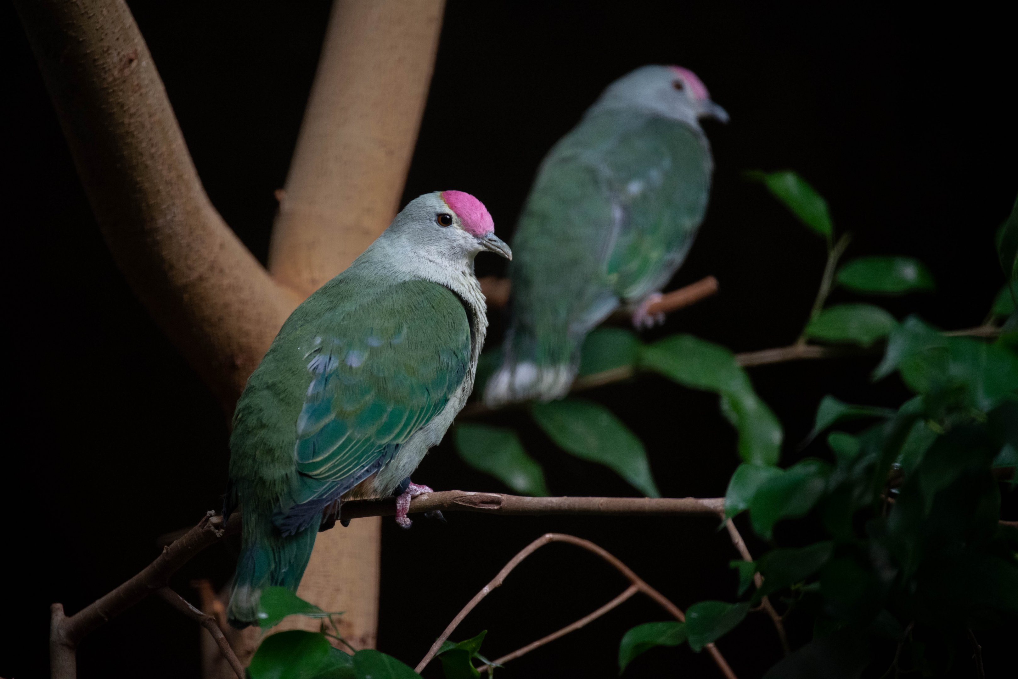 Red-bellied fruit dove - Ptilinopus greyi