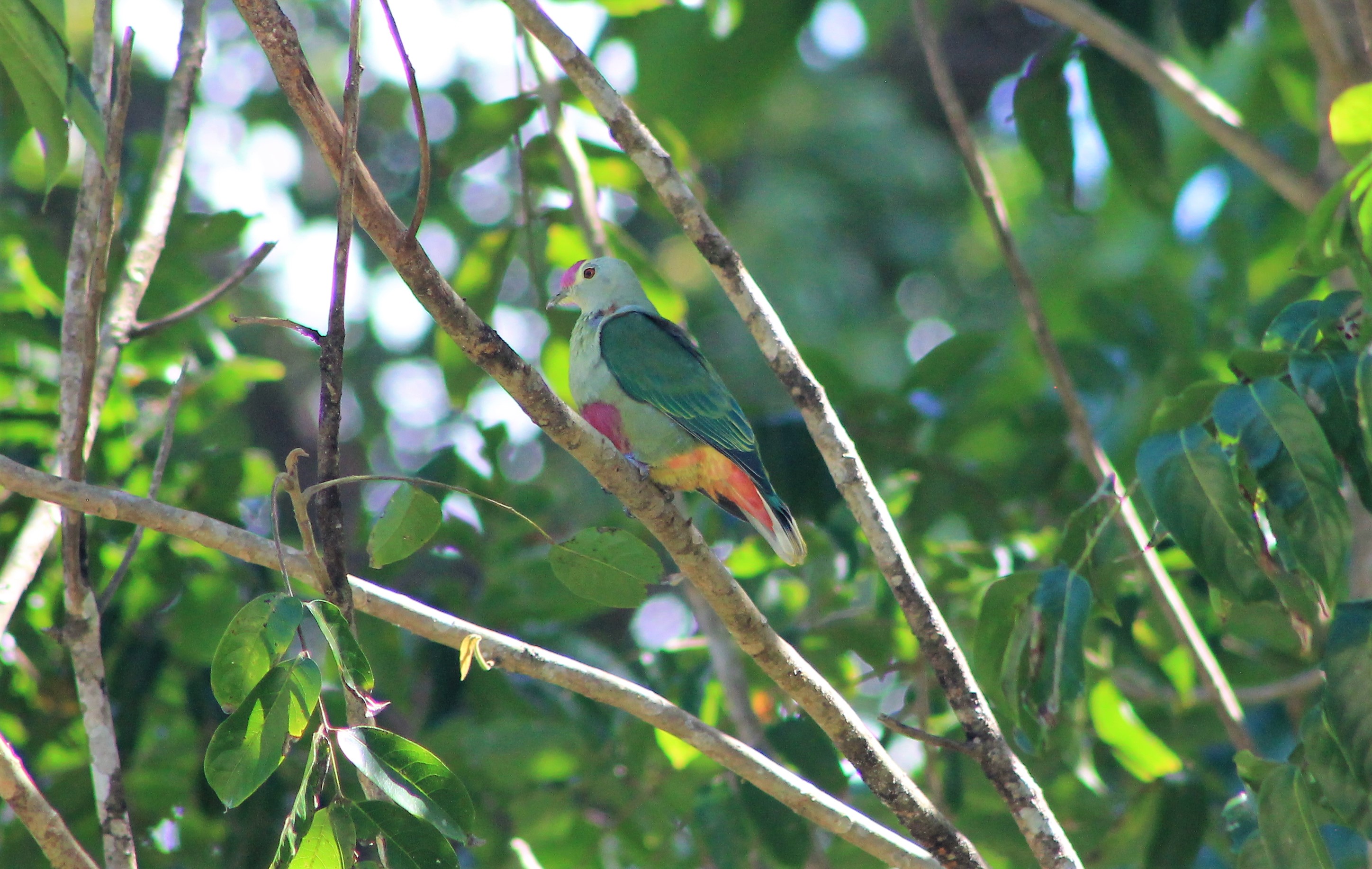 Red-bellied Fruit Dove (Ptilinopus greyi)