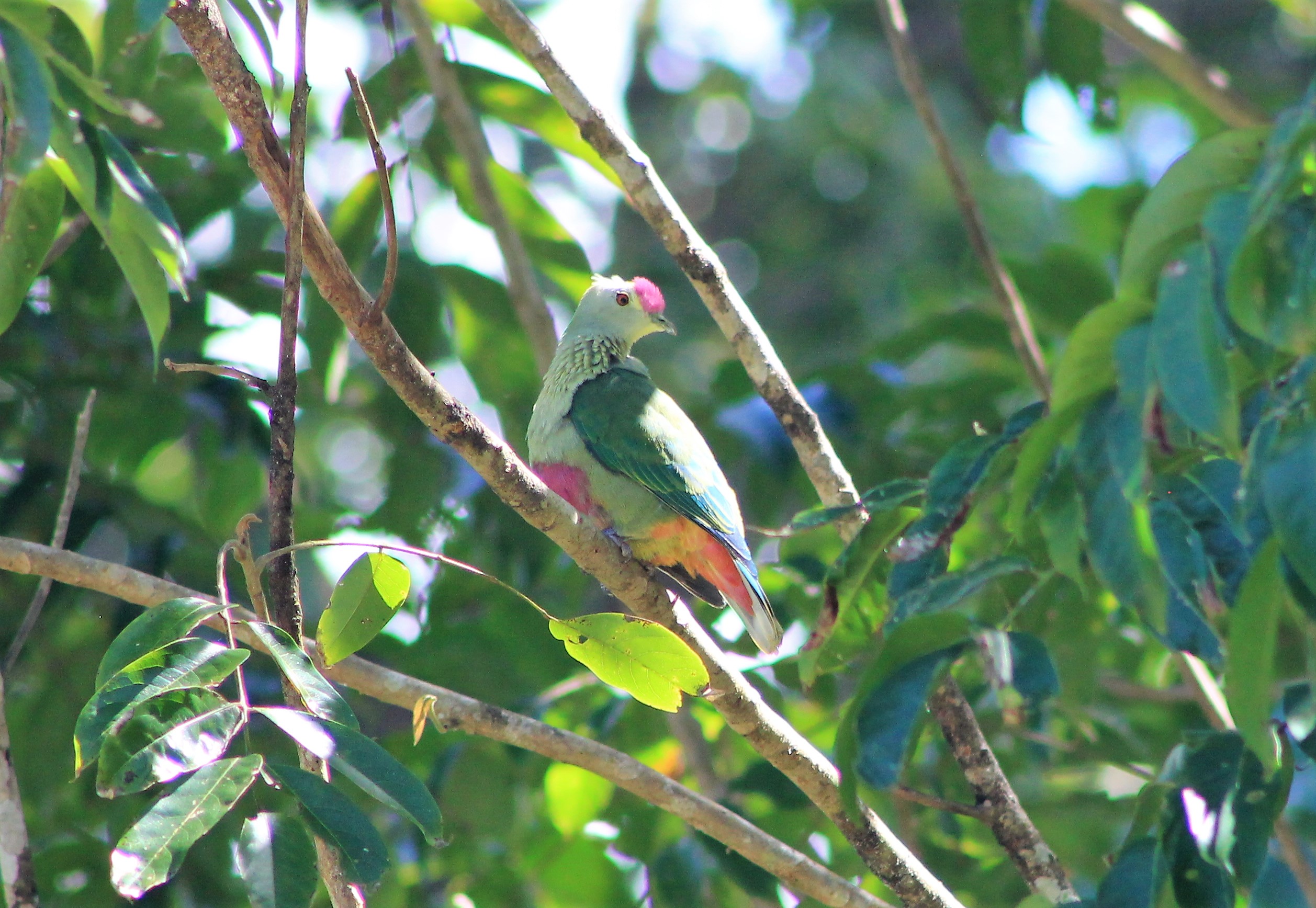 Red-bellied Fruit Dove (Ptilinopus greyi)