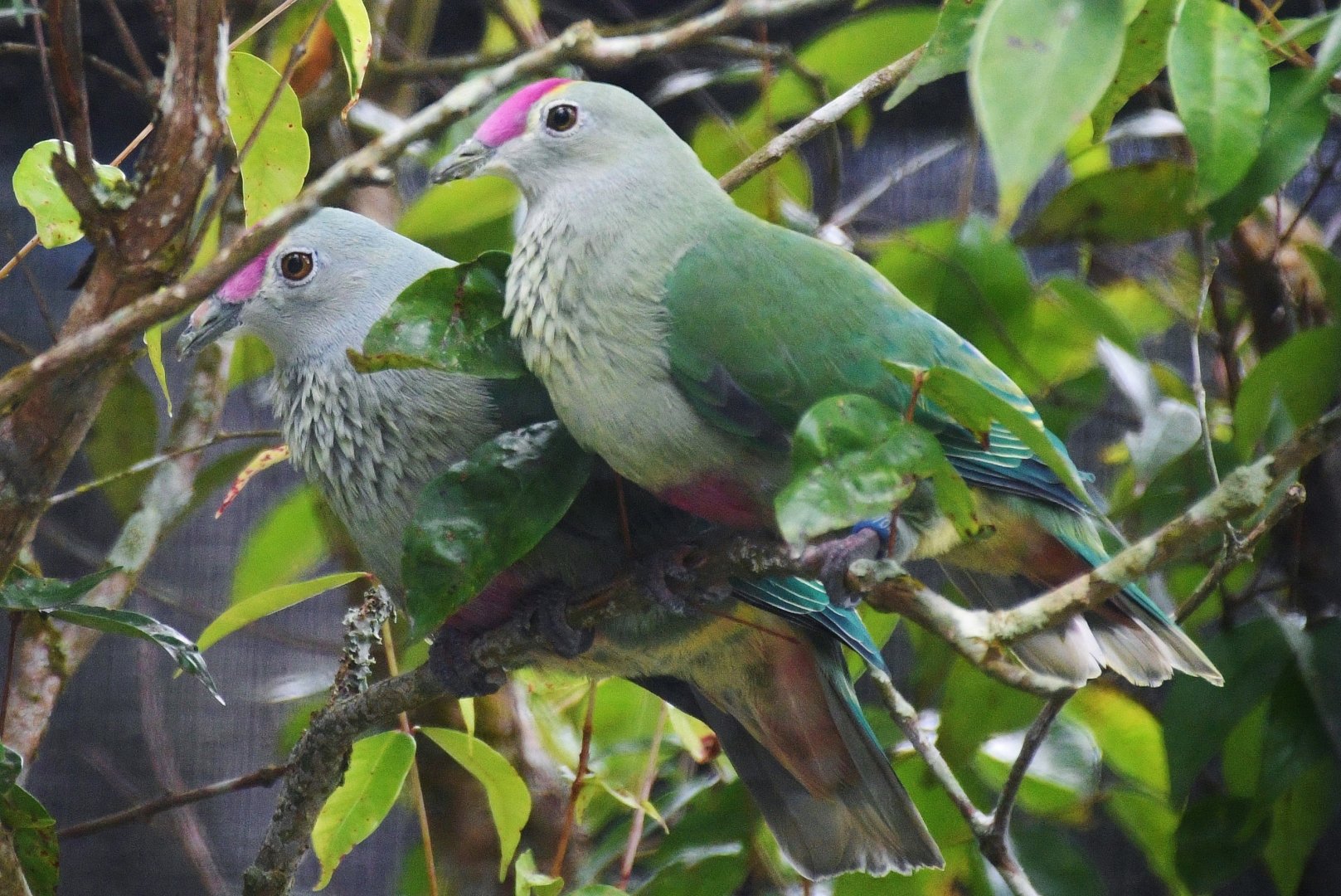Red-bellied Fruit Dove (Ptilinopus greyi)