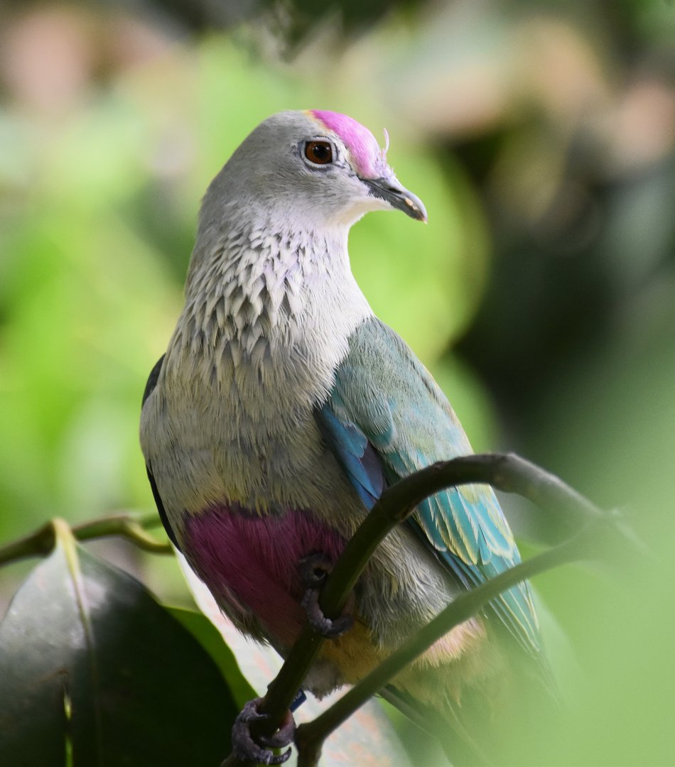 Red-bellied Fruit Dove (Ptilinopus greyi)