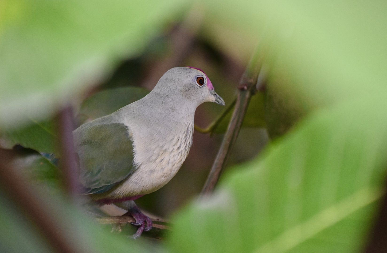 Red-Bellied Fruit-Dove (Ptilinopus greyi)
