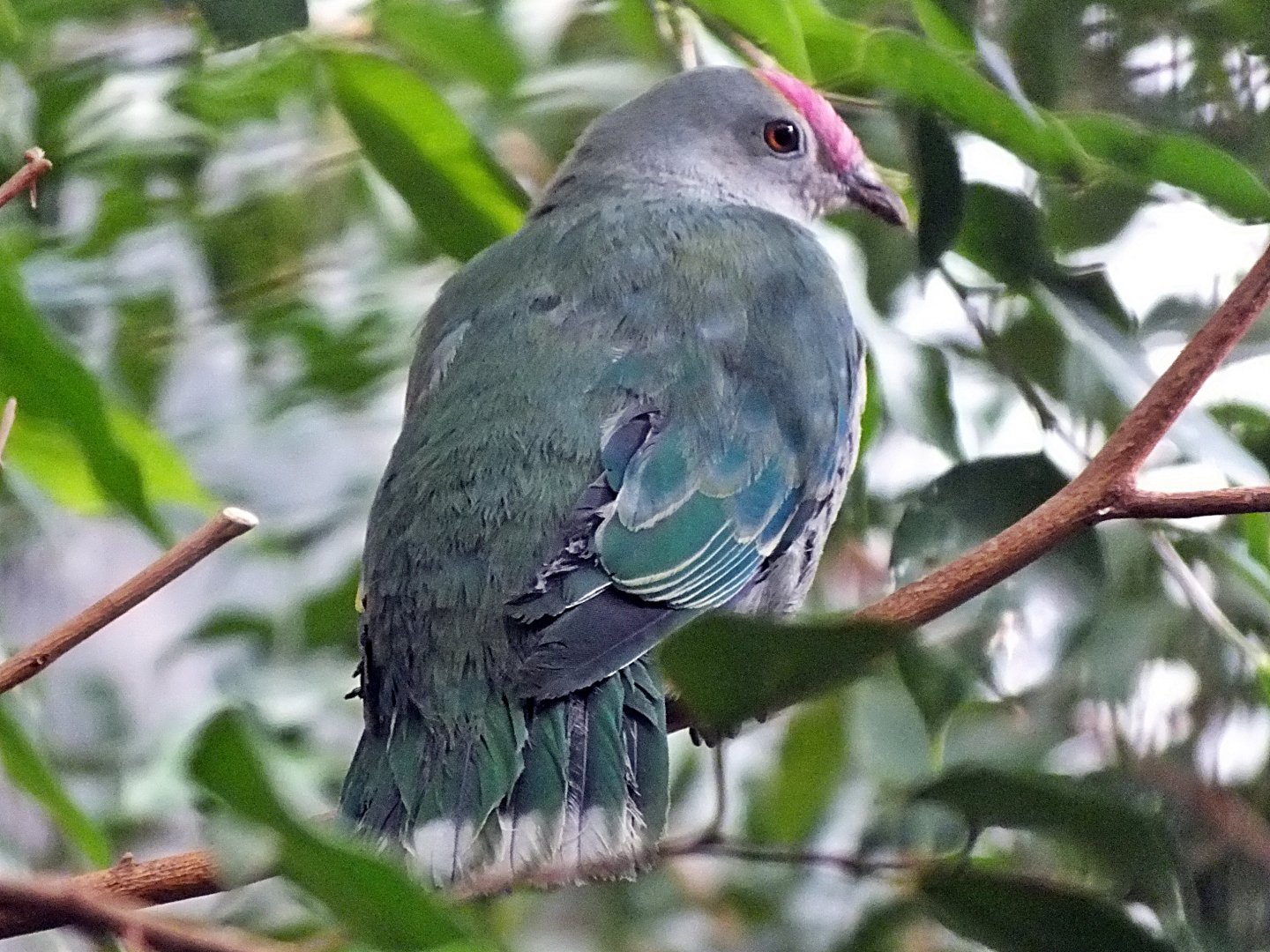 Red-bellied fruit-dove