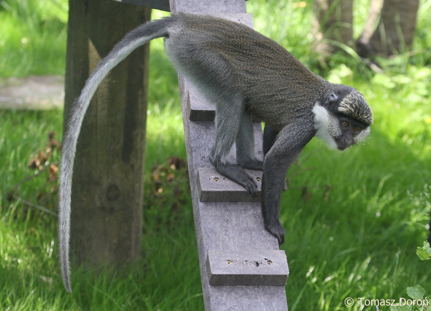 Red-bellied Guenon (Cercopithecus erythrogaster erythrogaster), June 2018