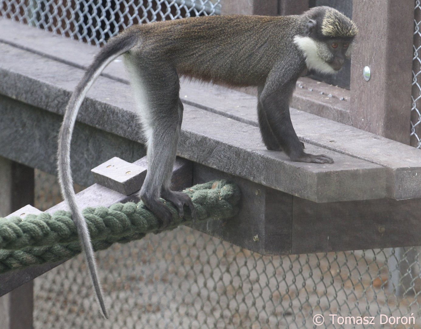Red-bellied Guenon (Cercopithecus erythrogaster erythrogaster), June 2018