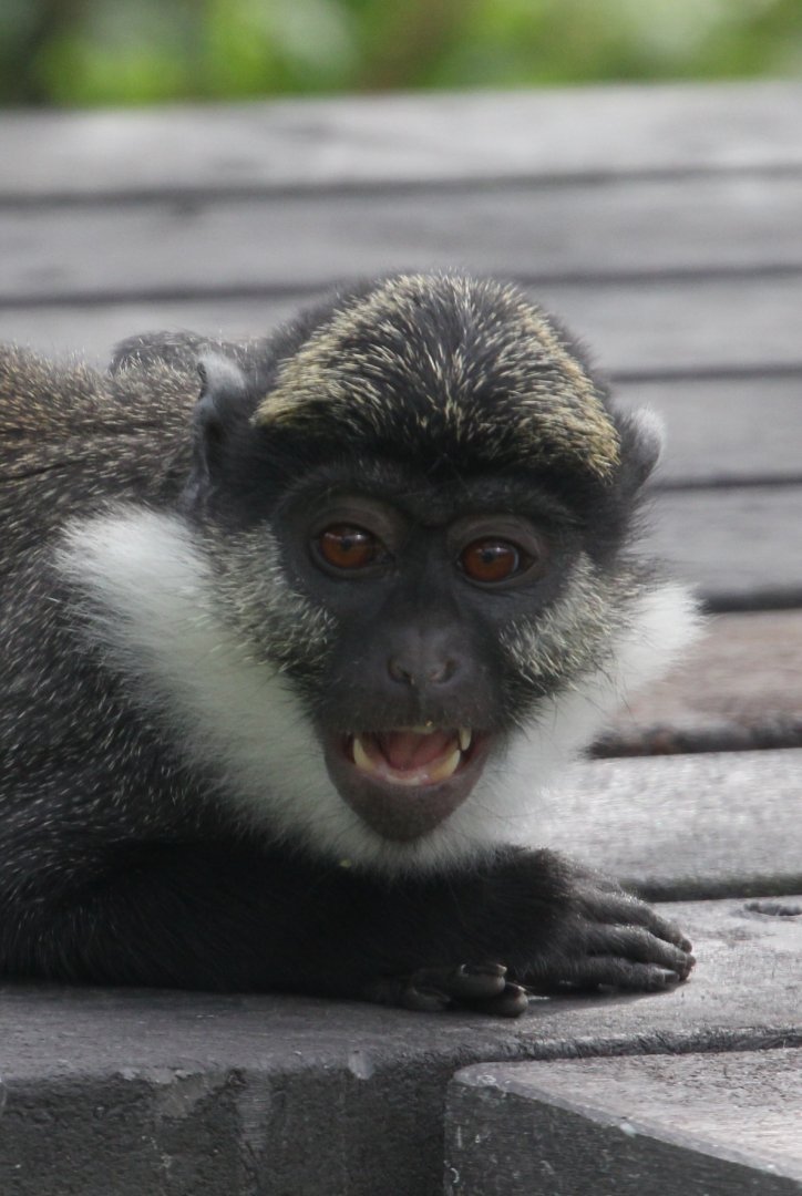 Red-bellied Guenon (Cercopithecus erythrogaster erythrogaster), June 2018