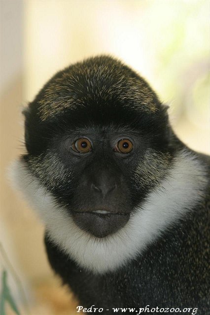 Red-bellied guenon (Cercopithecus erythrogaster)