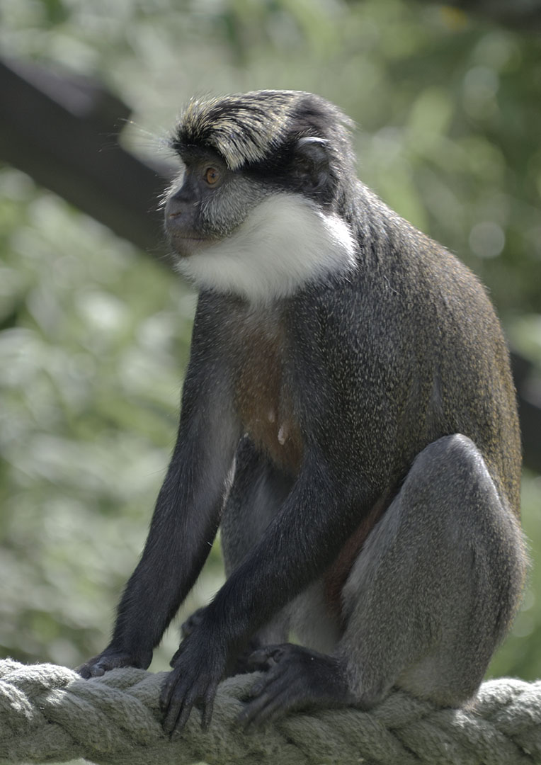 Red-bellied guenon
