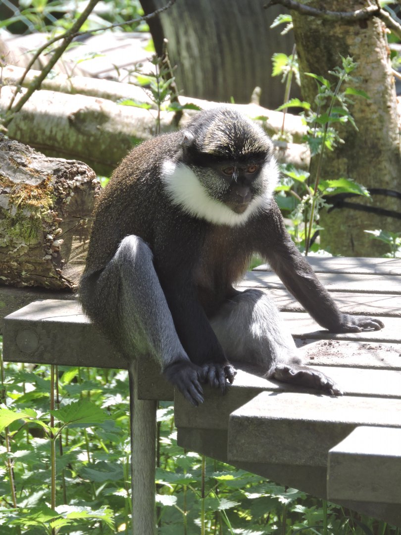 Red-bellied Guenon