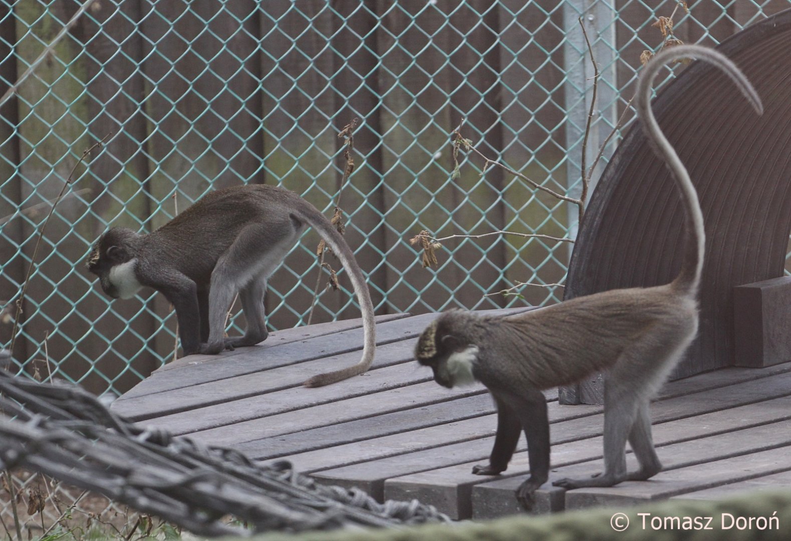 Red-bellied Guenons (Cercopithecus erythrogaster erythrogaster), June 2018