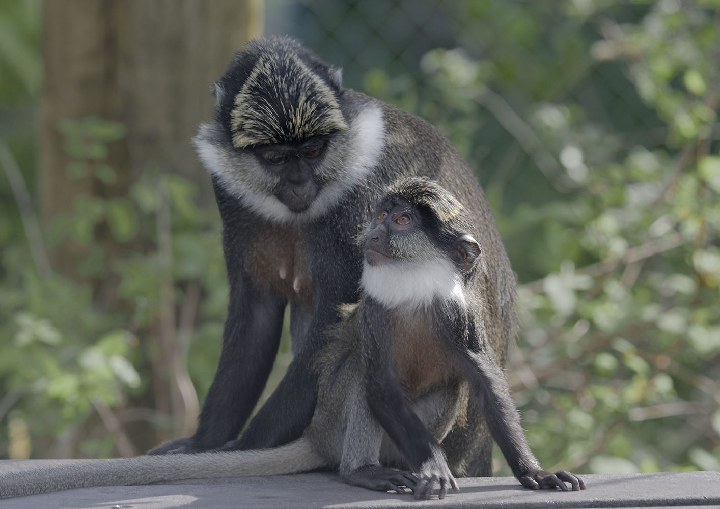 Red-bellied guenons, female and infant