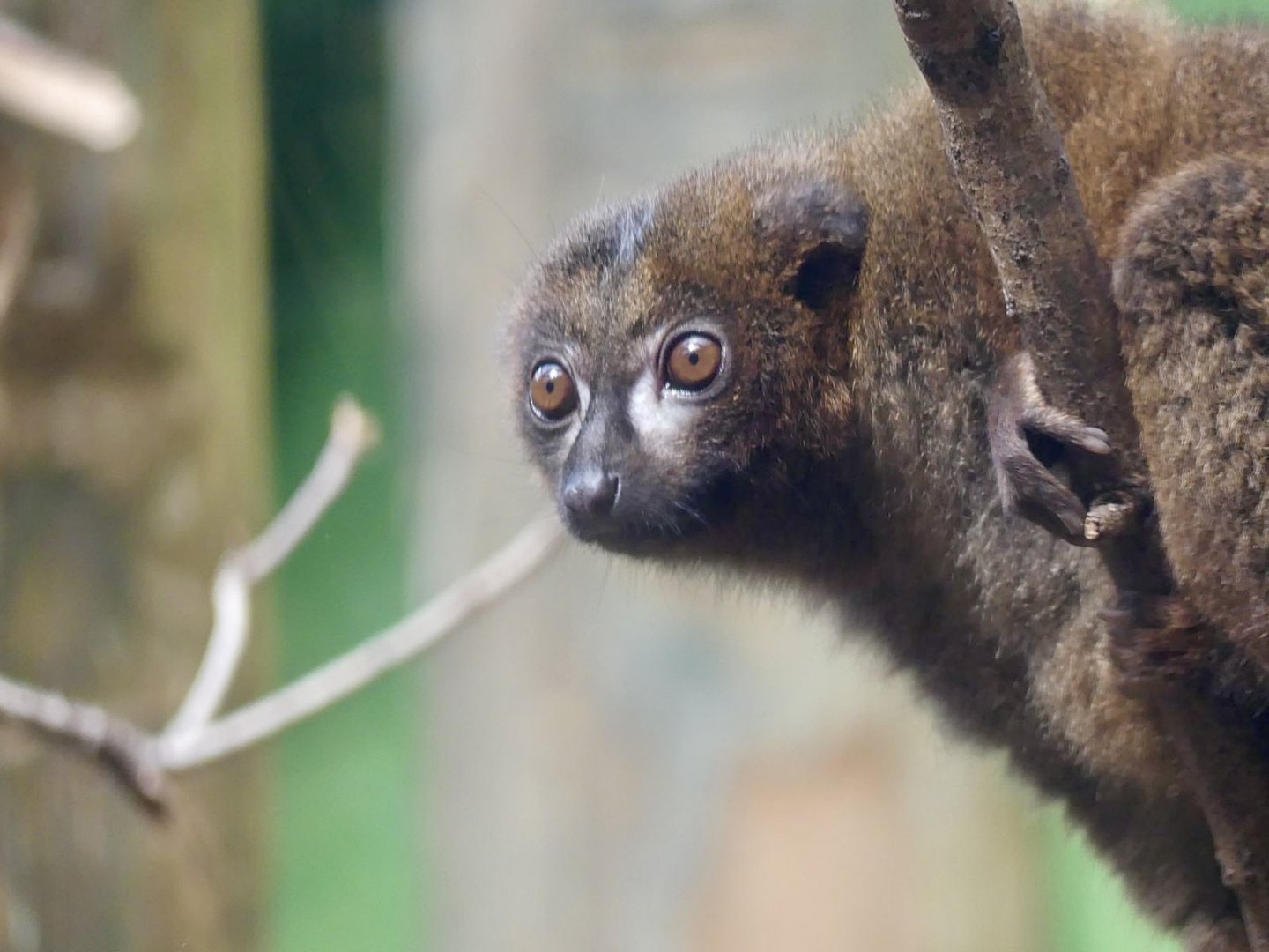 Red Bellied Lemur - 11.07.25
