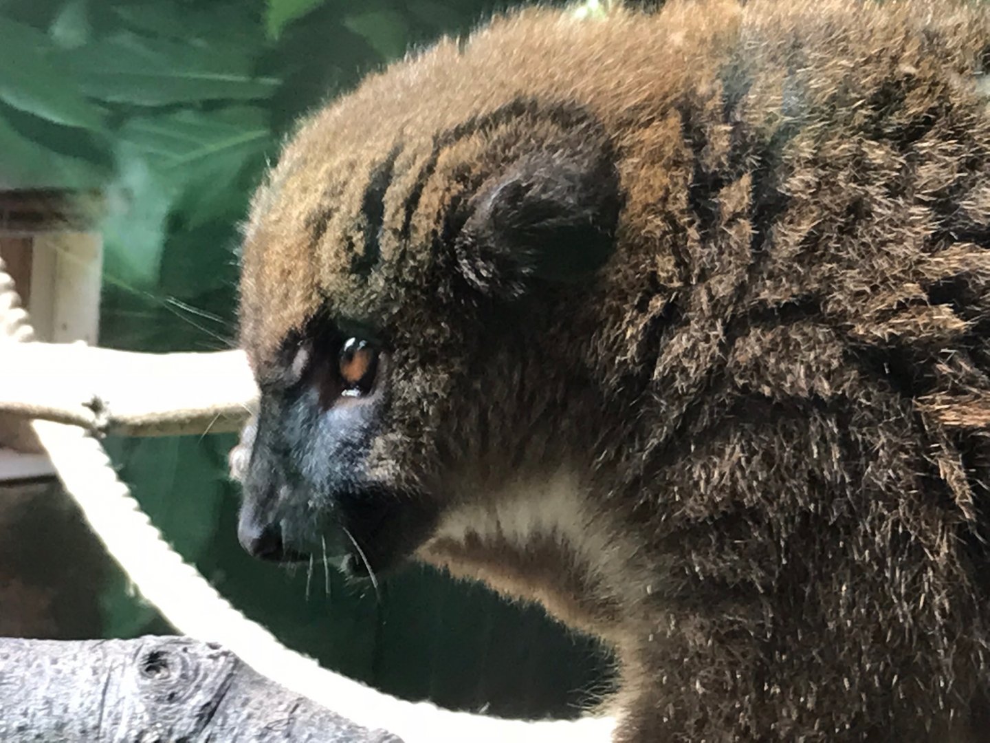Red-bellied lemur 150918