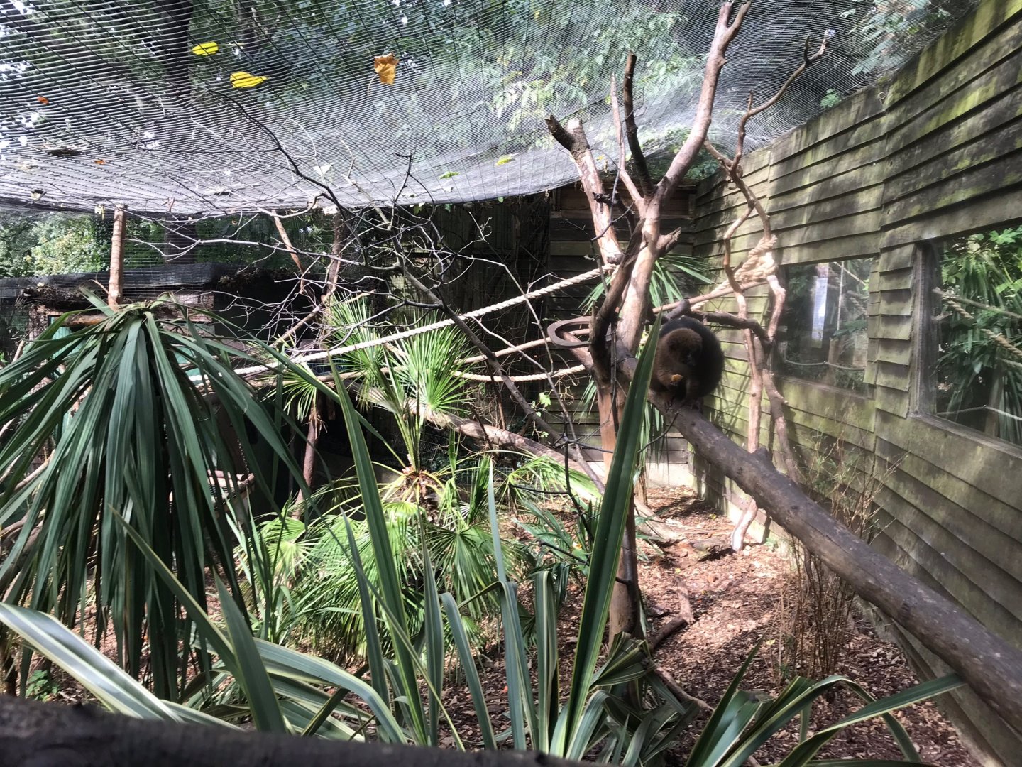 Red-bellied lemur 150918