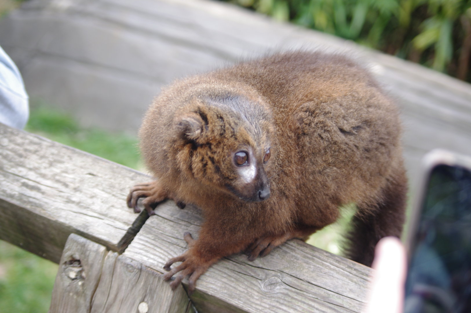 Red bellied Lemur- 2/6/2023