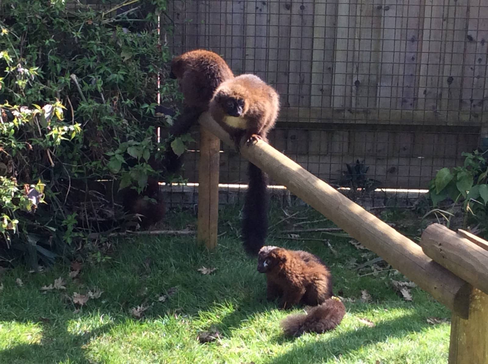 Red-bellied Lemur 300314