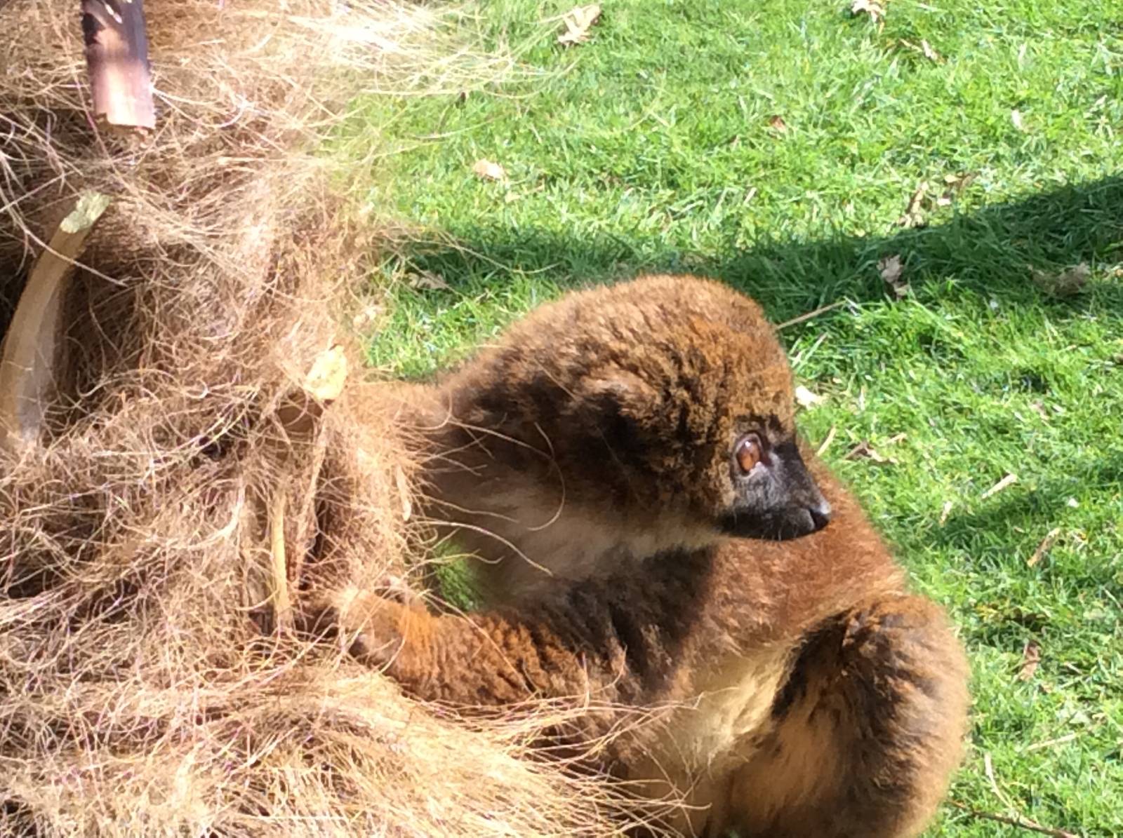 Red-bellied Lemur 300314