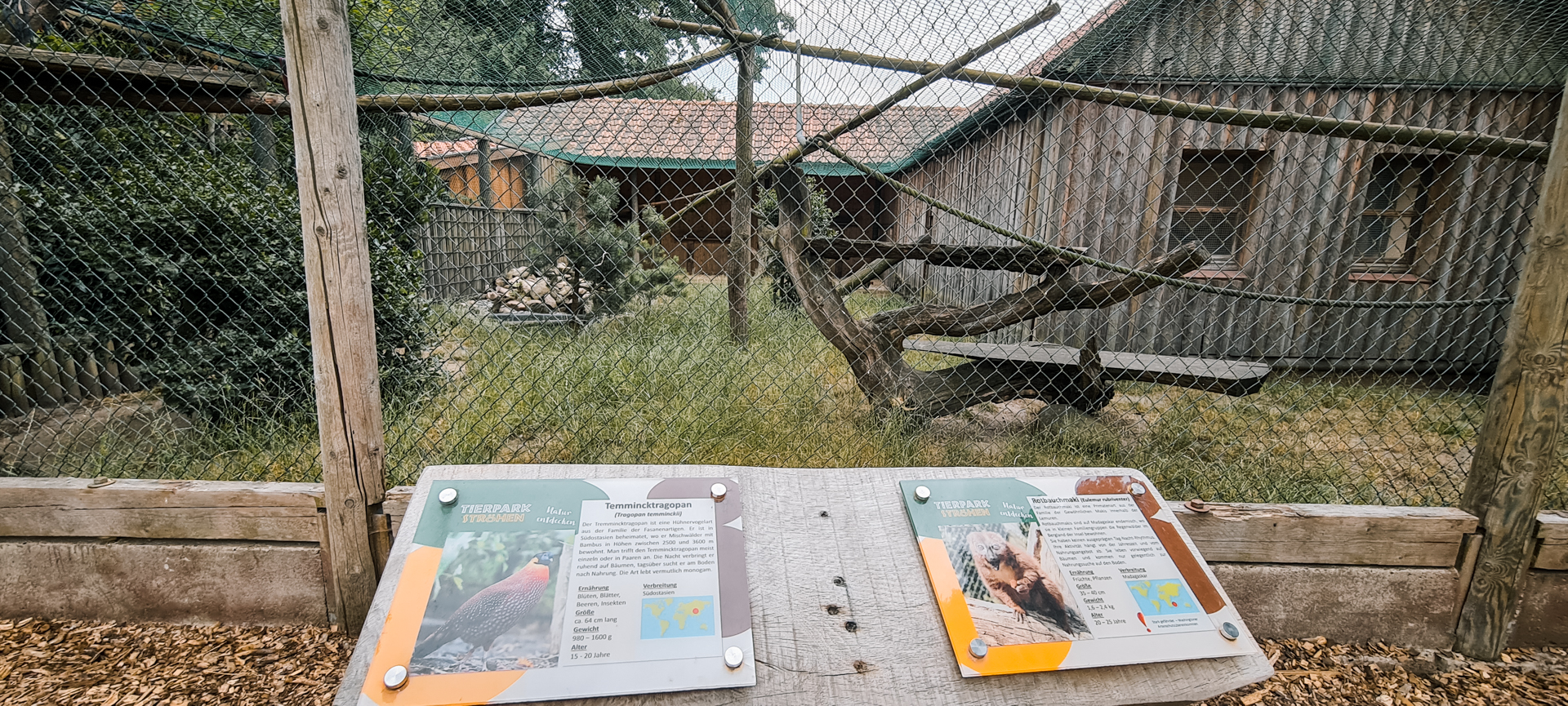 red-bellied lemur and crimson-bellied tragopan