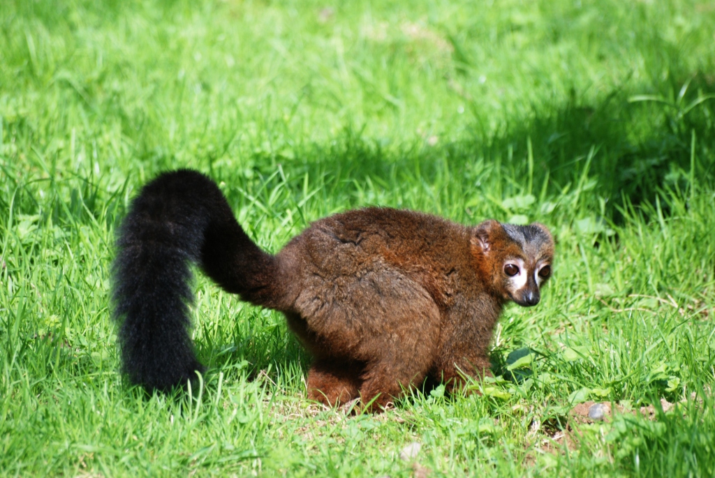 Red-bellied Lemur at Howletts, 30/08/14