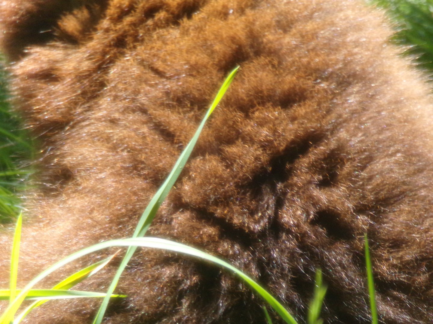 Red-bellied lemur closeup 20.5.24