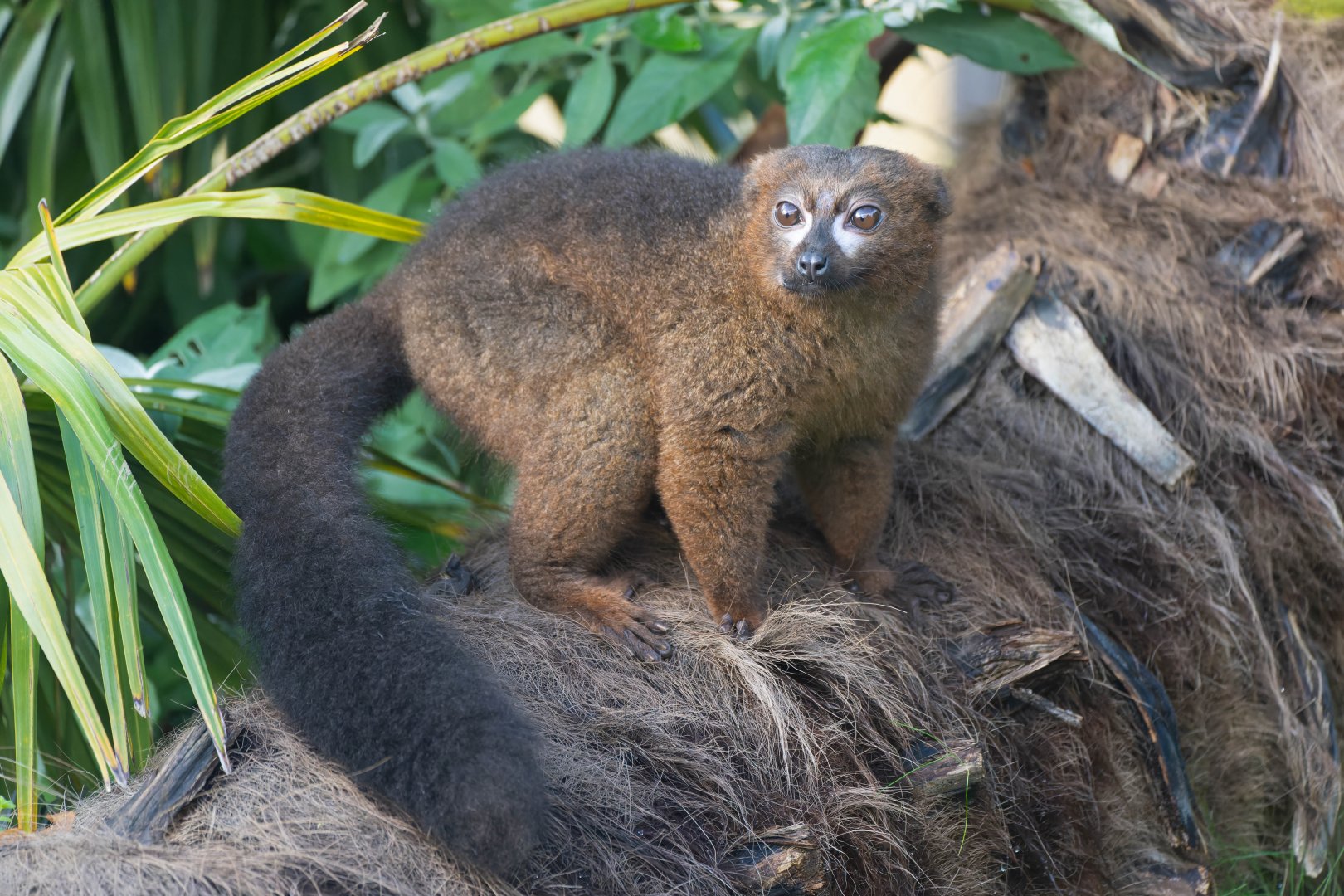 Red bellied lemur, CWP, UK