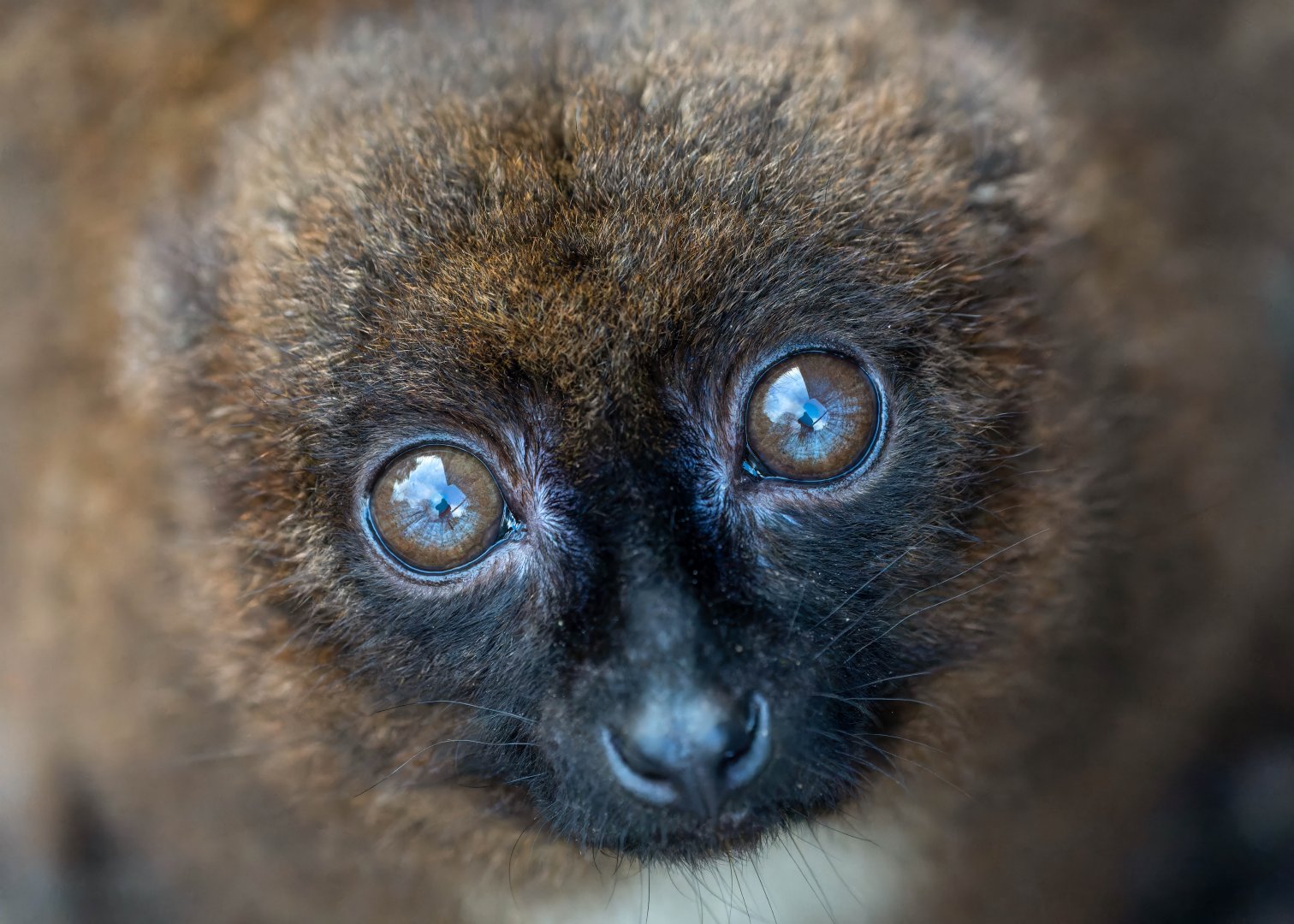 Red bellied lemur, CWP, UK
