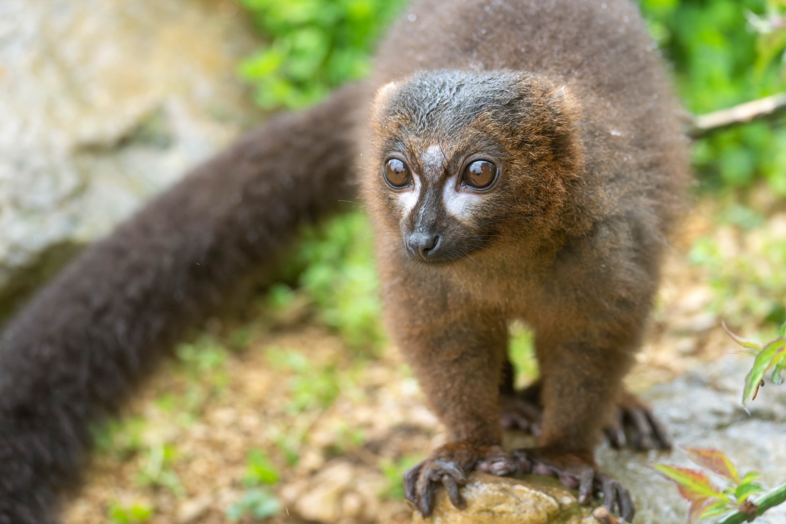 Red bellied lemur, CWP, UK