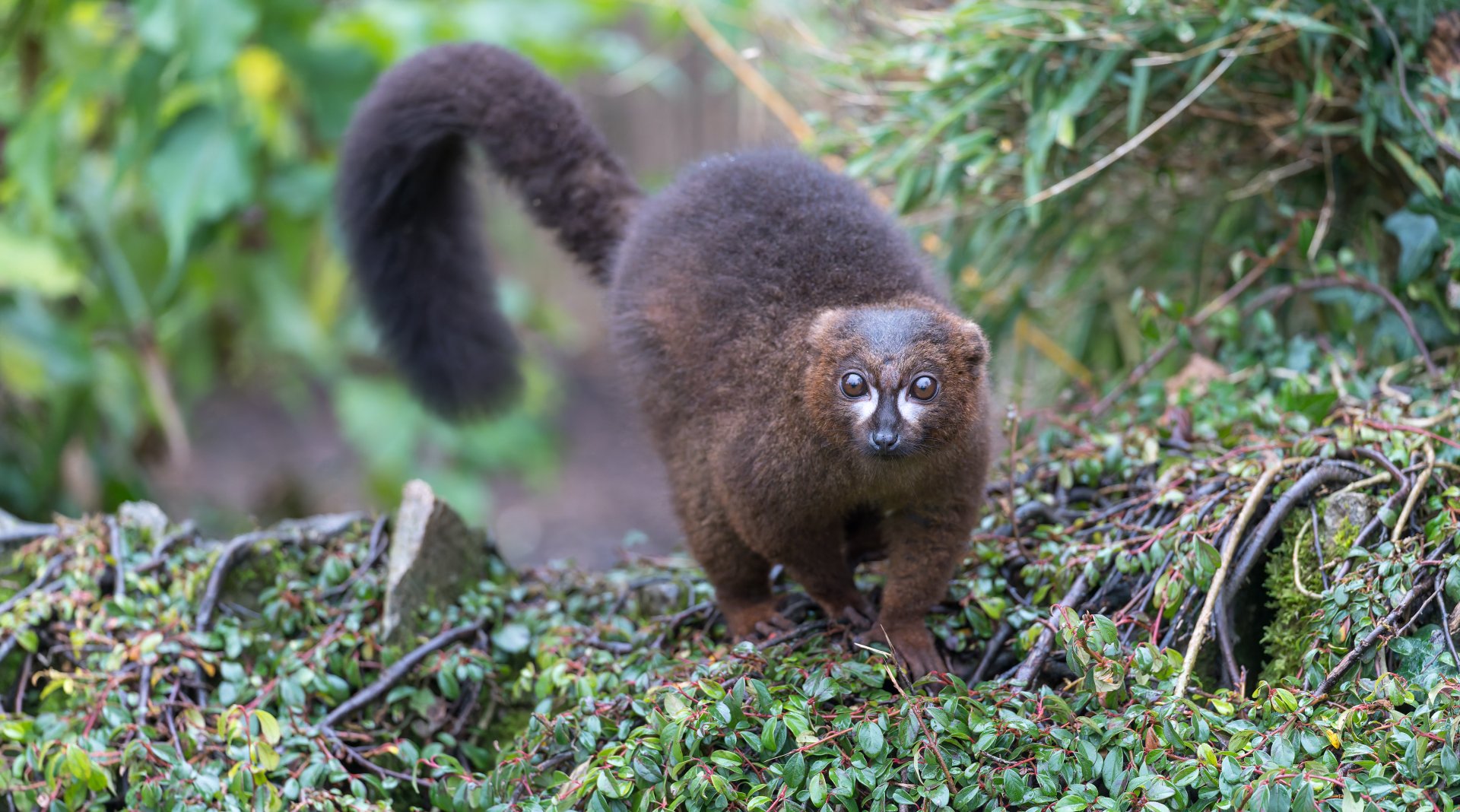 Red Bellied Lemur, CWP, UK