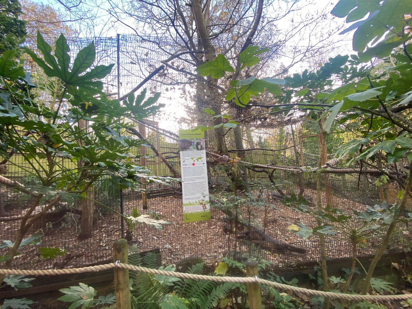 Red-bellied lemur enclosure 111222