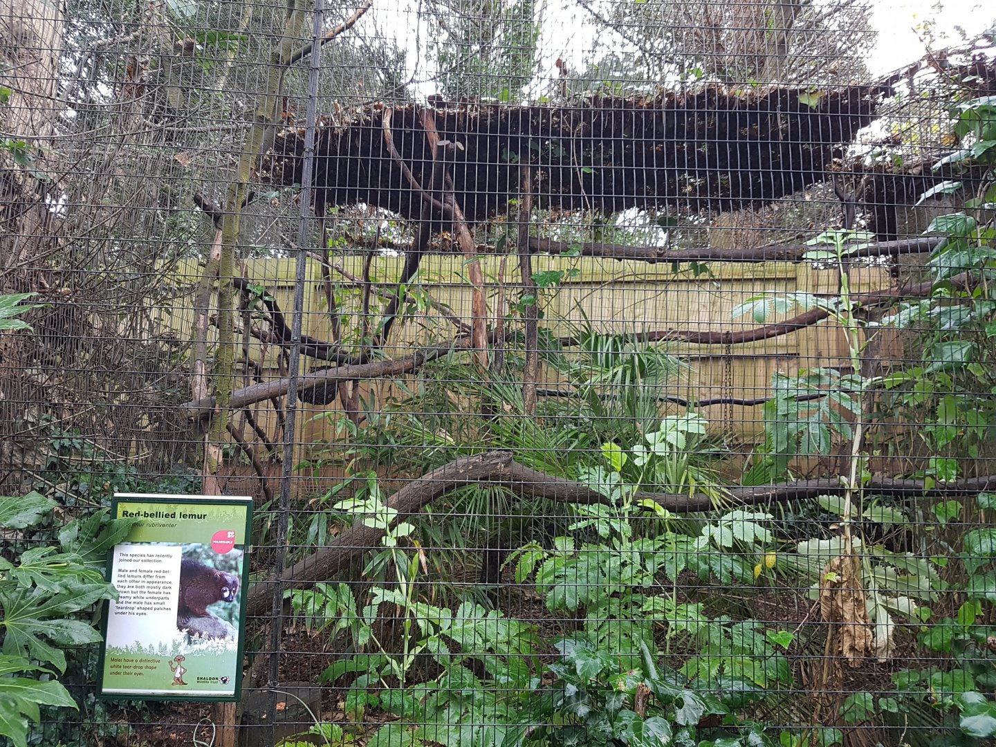 Red-Bellied Lemur enclosure - Shaldon Wildlife Trust - January, 2017.