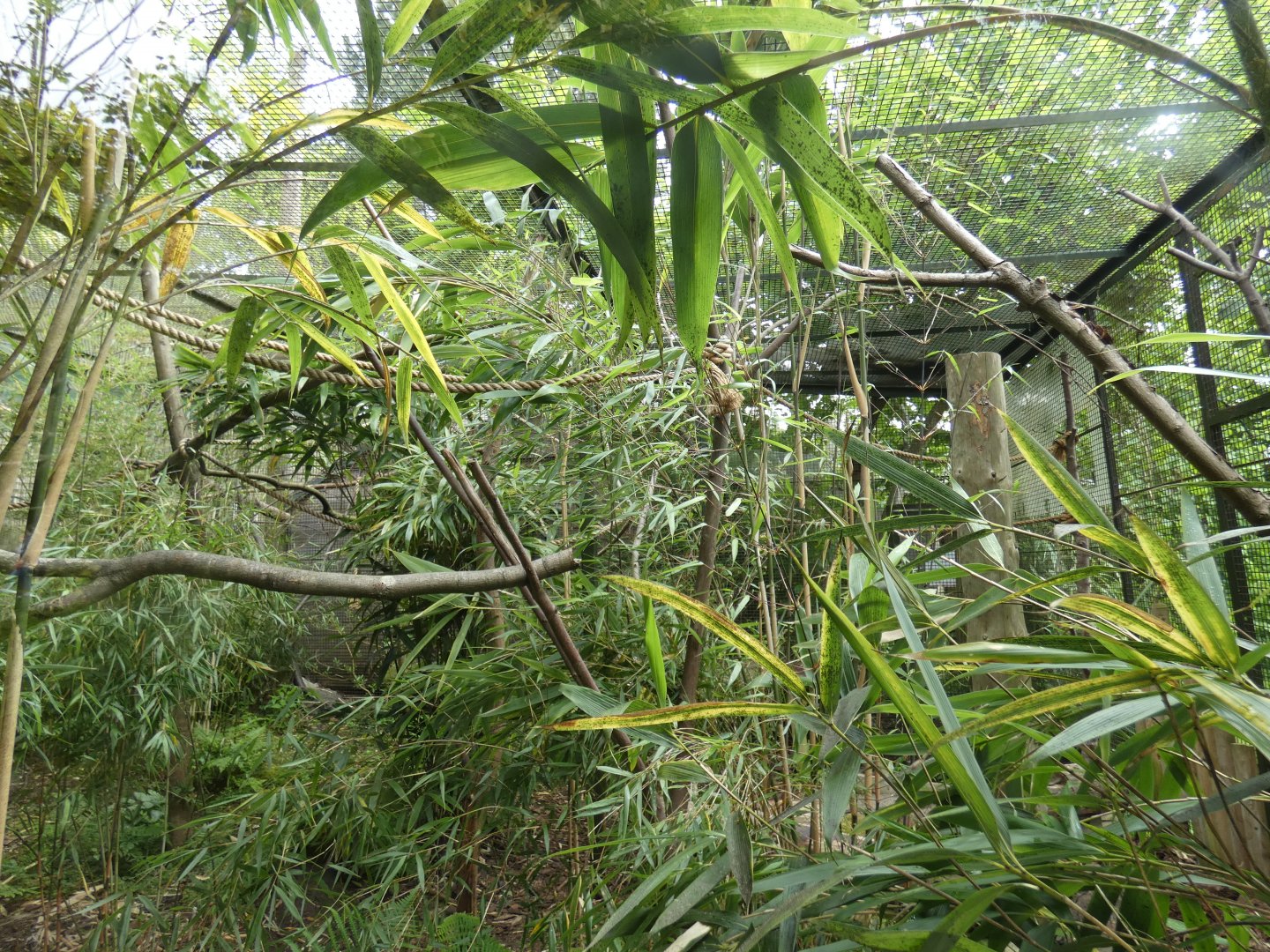 Red-bellied lemur enclosure