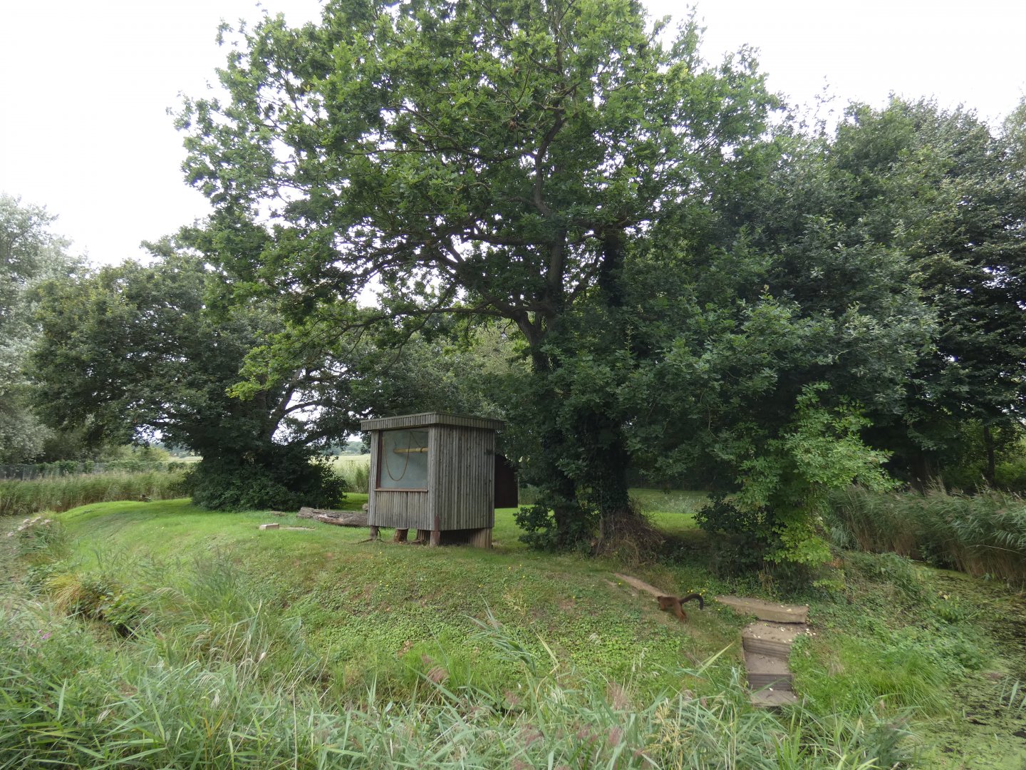 Red-bellied lemur enclosure
