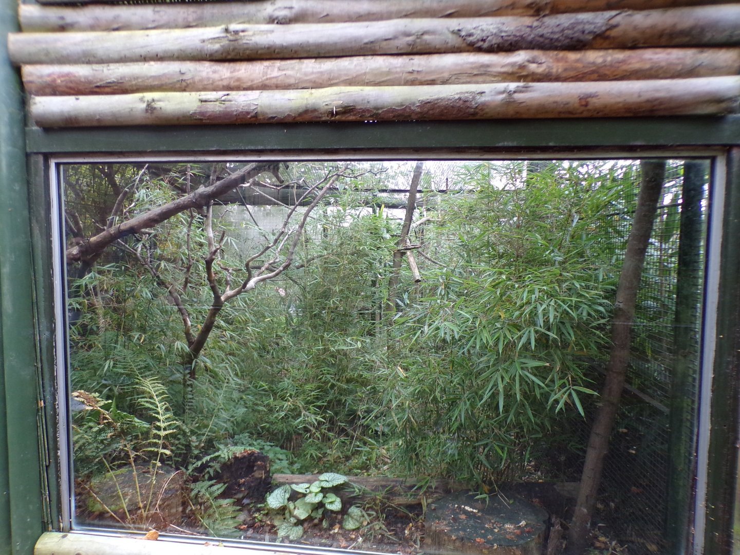Red bellied lemur enclosure