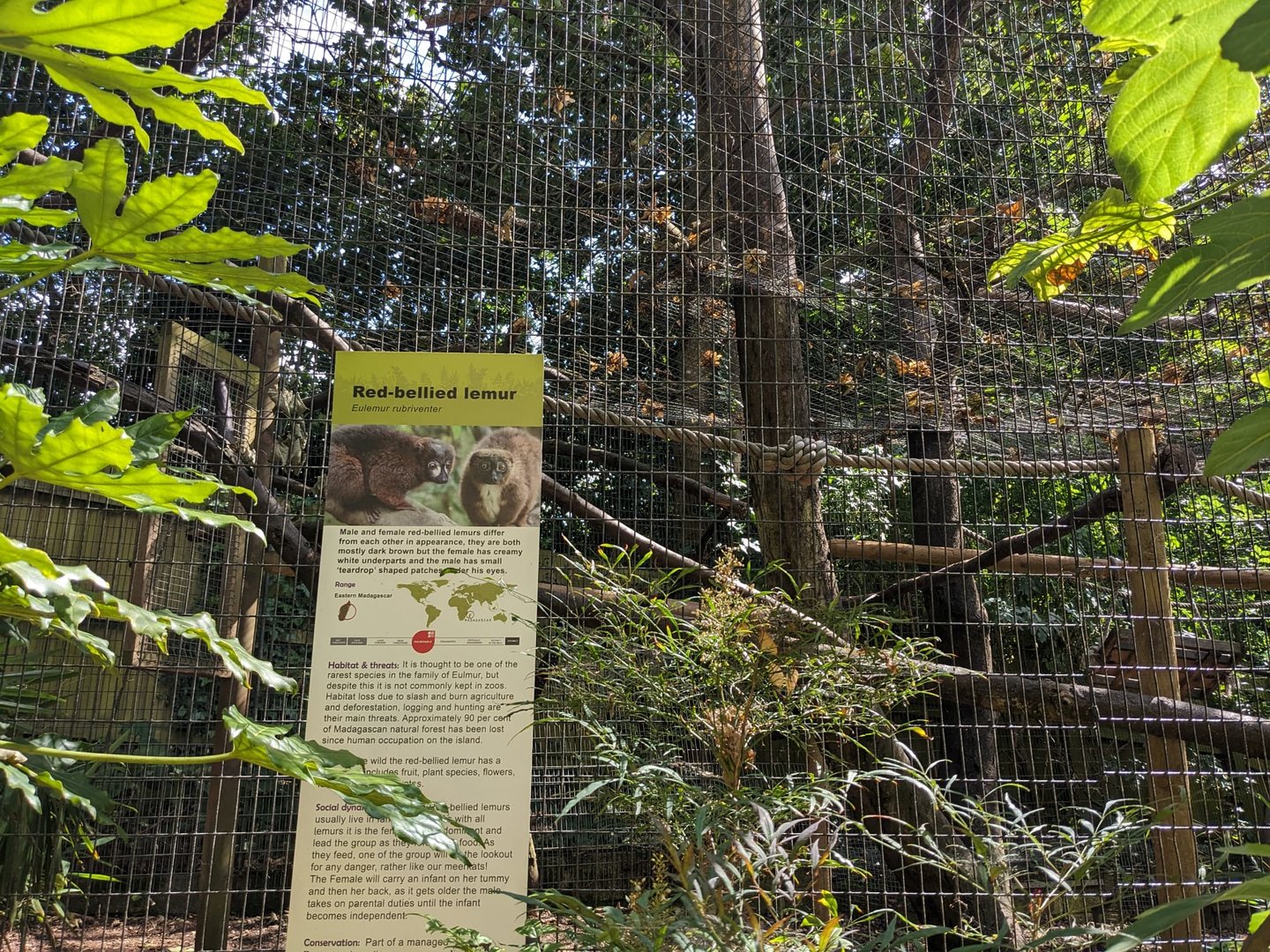 Red-bellied Lemur enclosure