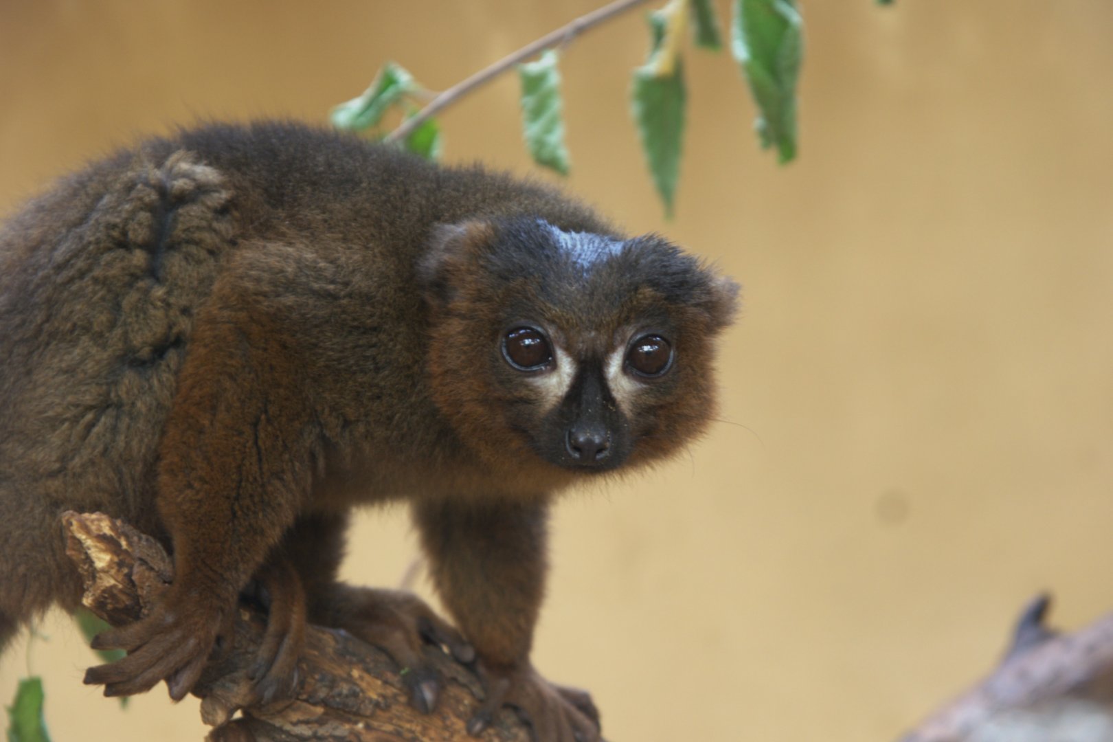 Red-bellied Lemur (Eulemur rubriventer), 13-09-25