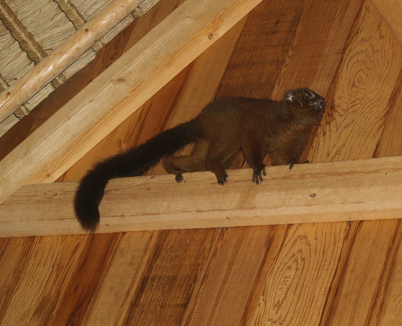 Red-bellied lemur (Eulemur rubriventer), 2007-09-16
